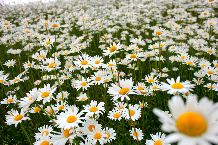 Sommarblommor på ett fält