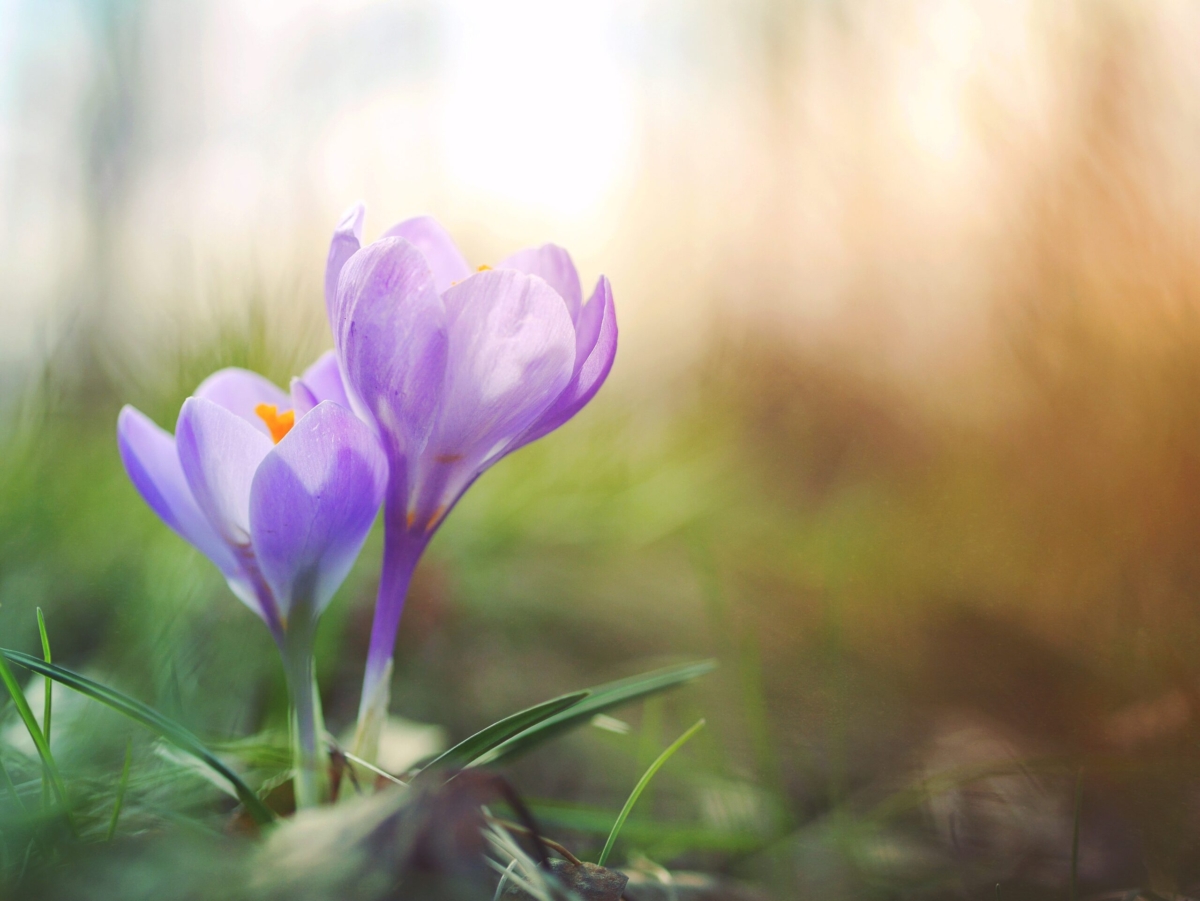 Bilden föreställer en blommande krokus.