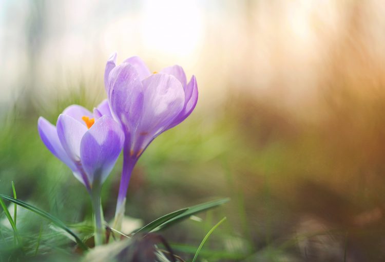 Bilden föreställer en blommande krokus.