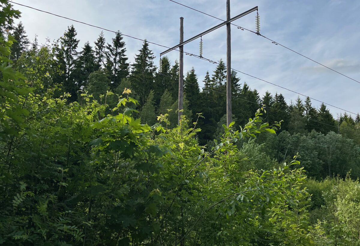 Kraftledning som går genom skog.