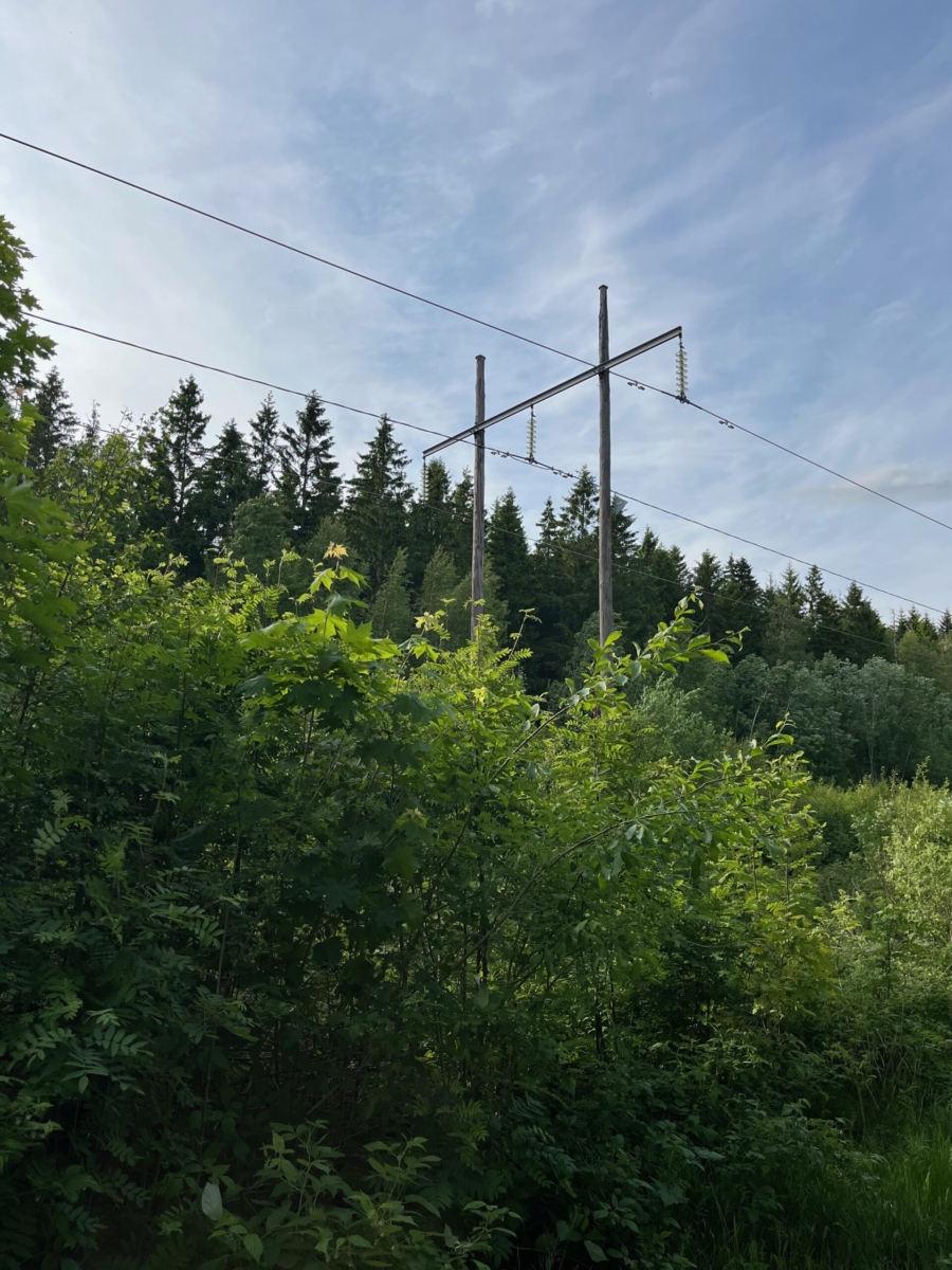 Kraftledning som går genom skog.