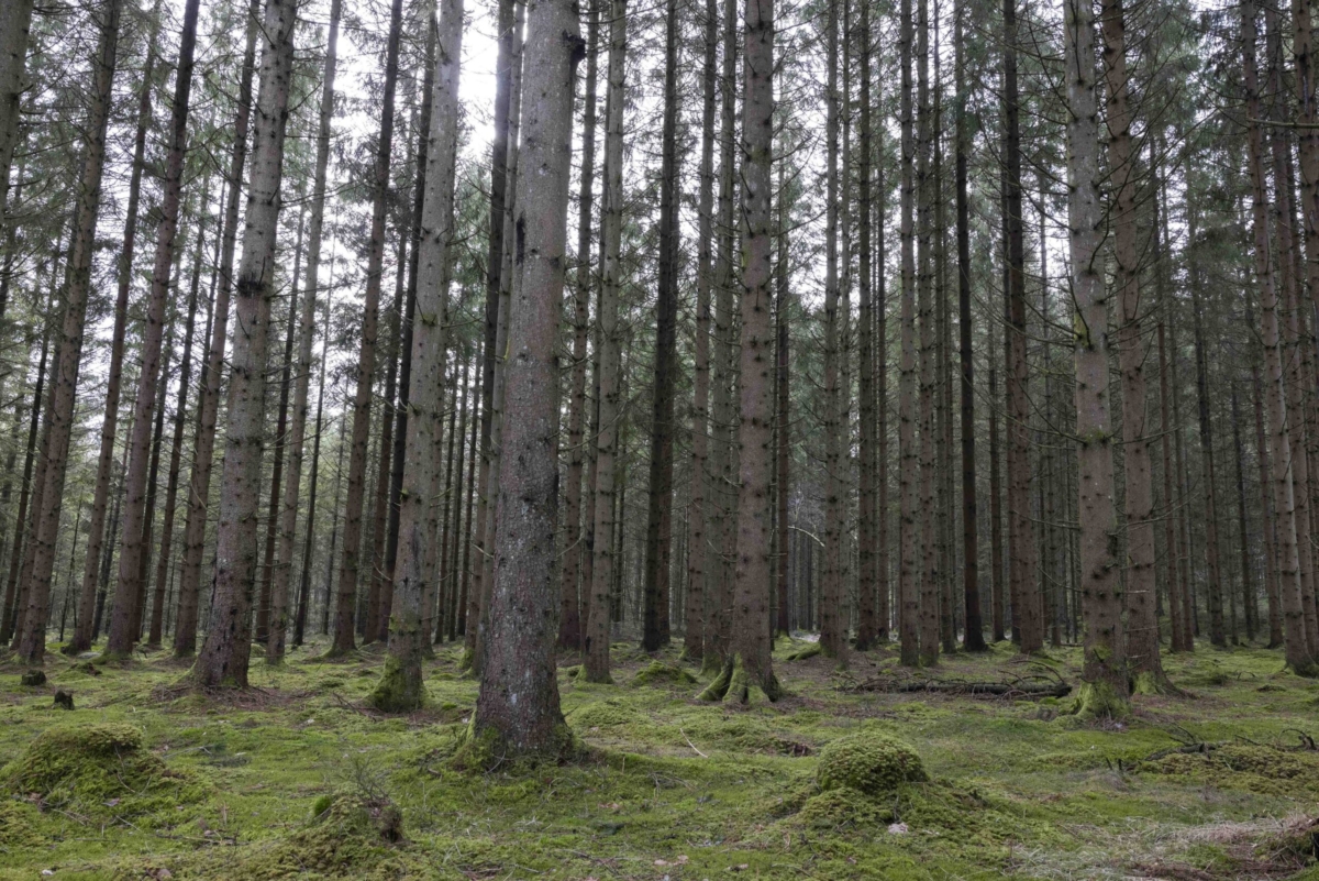 Skog, träd