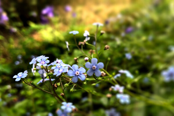 Närbild på blomma och grönska (förgätmigej).
