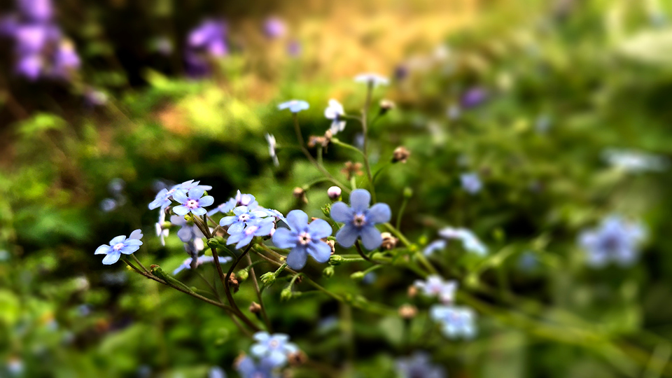 Närbild på blomma och grönska (förgätmigej).