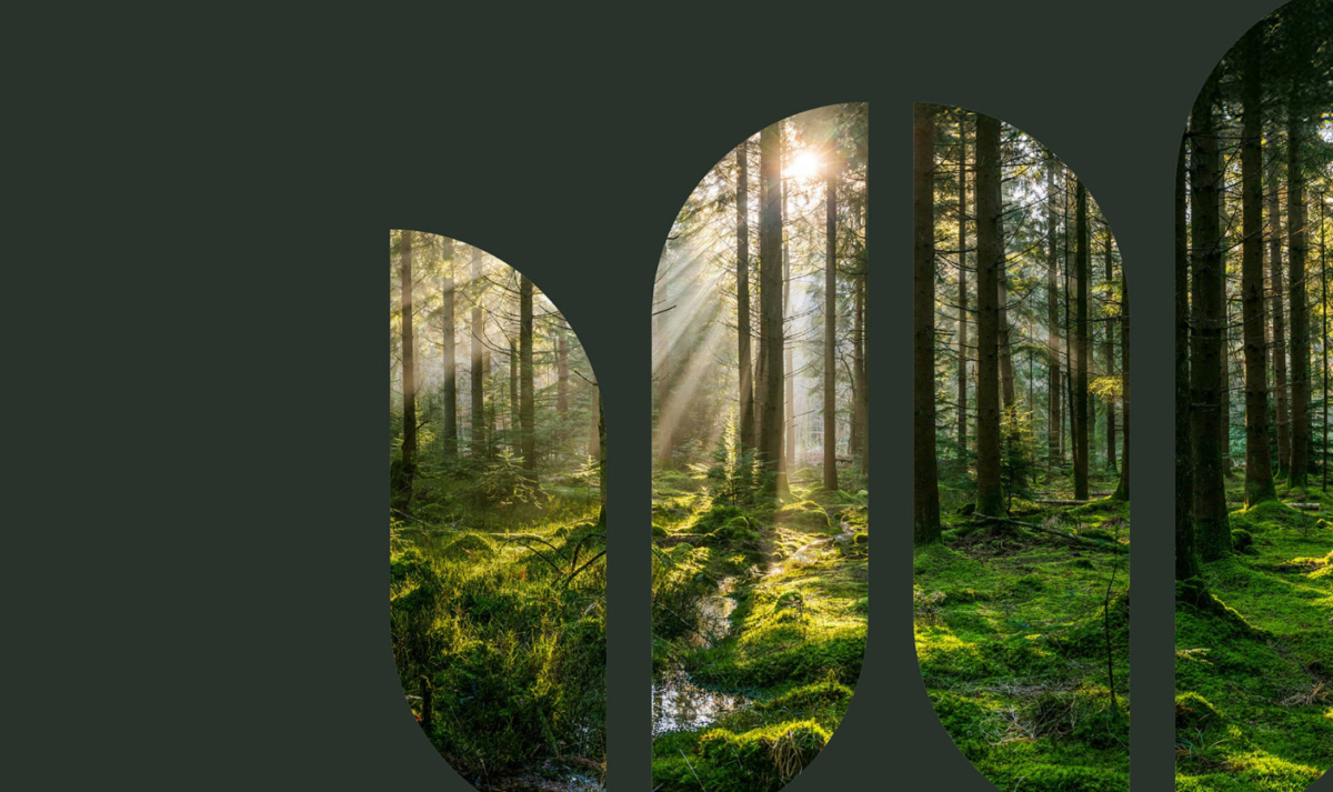 Bild på en svensk skog med solen som lyser genom träden