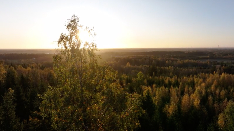 Skog i Dalsland